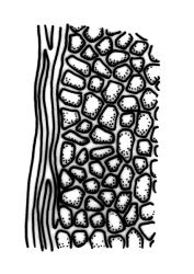 Fissidens blechnoides, laminal cells, margin of vaginant lamina. Drawn from holotype, J.E. Beever 84-98, CHR 521297.
 Image: R.C. Wagstaff © Landcare Research 2014 